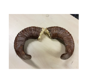 Natura เขาแพะ shofar สำหรับกำหนดขนาดเองราคาถูกงานทำมือในราคาที่ดีที่สุดงานฝีมือธรรมชาติ - Product Image 5