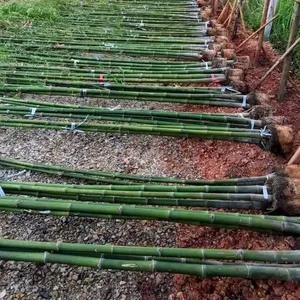 Poteau de bambou du Vietnam de haute qualité de petite taille pour l'agriculture/Décor meubles de jardin racine d'arbre de bambou de haute qualité
