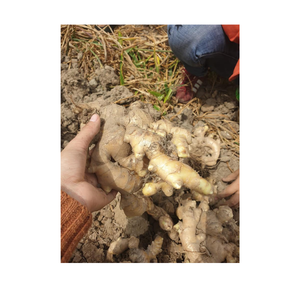 Gingembre frais naturel parfumé avec une peau douce, une chair fibreuse, une saveur terreuse et une grande consistance, idéal pour l'assaisonnement, l'utilisation à base de plantes - Product Image 6