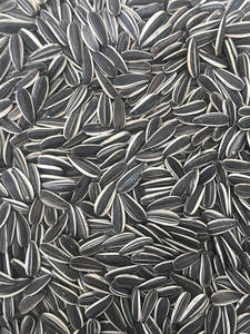 Graines de tournesol de la meilleure qualité à vendre en gros / Noyaux de tournesol de haute qualité, graines de tournesol biologiques originales de Belgique - Product Image 3