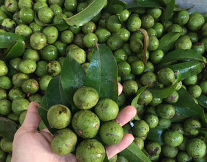 Dracontomelon surgelé en gros - Collation nutritive, rafraîchissante et saine en provenance du Vietnam - Mme Elite - Product Image 1