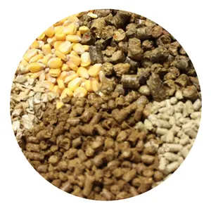 热卖黄玉米供动物饲养/人类食用/最优质非转基因黄玉米