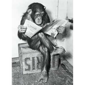 Cuadro Decorativo de Chimpancé Leyendo el Periódico, Pieza Decorativa Atractiva - Product Image 2