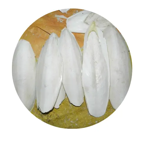 Dried Cuttlefish Bone - Blister Cuttlebone for animal feed - cuttlefish bone for bird In I made in Vietnam/Ms.Thi +84 988872713