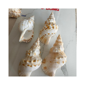 Coquillage nettoyé et poli du Vietnam Vente chaude Artisanat Coquillages sculptés - Product Image 1