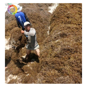 Poudre d'algues Sargassum à haute teneur en acide alginique, engrais d'algues vertes pour l'amélioration du sol des cultures, algues comestibles Sargassum - Product Image 2