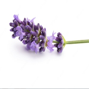 Hydrosol Floral Water Hydrosol Bulk-Lavender Hydrosol Pure & Natural Made in India - Product Image 2