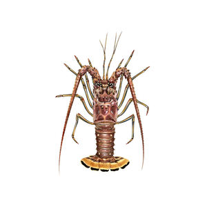 Homard à queue lisse pour l'exportation et la distribution en gros de produits de la mer - Product Image 4