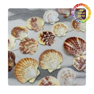 Conchas de vieira coloridas de Vietnam | Artículos lindos para hacer regalos y cosas decorativas | Varios colores naturales - Product Image 1