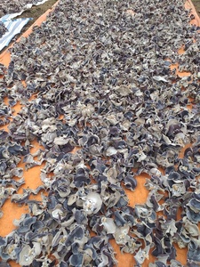 Wholesale Best Price <b>Wood</b> Ear <b>Slices</b> Fungus From Vietnam <b>Wood</b> Ear High Quality - Product Image 5