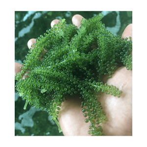 LE MEILLEUR CHOIX POUR VOUS-RAISINS DE MER FRAIS/CAVIAR VERT/ALGUES DÉSHYDRATÉES DU VIETNAM DÉLICIEUX DE HAUTE QUALITÉ 100% NATUREL - Product Image 2