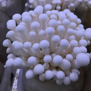 Champignons Crinière de Lion Séchés en Vrac de Haute Qualité, Exportés de Chine, 60% de Protéines, Qualité Alimentaire, Poudre - Product Image 5