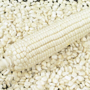 Maíz Blanco Seco No Glutinoso, Listo para Exportación, 24 Meses de Vida Útil, Uso Industrial y Nutricional, Origen Tailandia, Envío a Todo el Mundo - Product Image 5