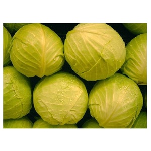 Chou Vert Frais Biologique Original à Prix de Gros Abordable - Product Image 4