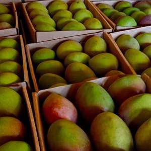 Mangues rouges fraîches biologiques de haute qualité - Grade d'exportation de classe I - Variété sucrée sans fibres - Mangues en gros à teneur élevée en Brix 14-16% - Product Image 5