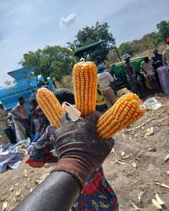 Maïs jaune biologique riche en protéines, maïs blanc pour volailles et bétail, aliment énergétique de qualité alimentaire pour la consommation humaine - Product Image 1
