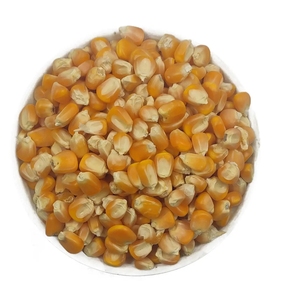 Maíz Amarillo Orgánico de Primera Calidad Directo de la Granja, Sin OMG, Estilo Fresco para Producción Alimentaria - Entrega Rápida para Pedidos al por Mayor - Product Image 1