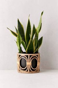 Hand Woven <b>Rattan</b> Large <b>Laundry</b> <b>Basket</b> Sea Grass <b>Basket</b> Pots <b>Basket</b> Seagrass Flower Pot with Handle Hand Woven Indoor - Product Image 5