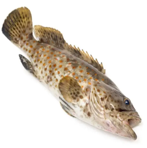 Meros de pescado congelados con 18 meses de vida útil - Product Image 2