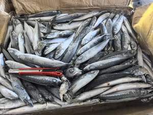 Caballa del Pacífico Congelada IQF con 12 Meses de Vida Útil - Precios al por Mayor - Product Image 3