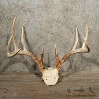 Bois de cerf rouge de haute qualité provenant d'une perte éthique et naturelle