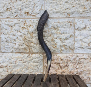 เขาสัตว์ชอฟาร์คูดู 21 นิ้ว ครึ่งธรรมชาติ ครึ่งขัดเงา โคเชอร์ เยเมน ฮอร์น ฮอร์นส์ ยูดาิก้า - Product Image 1