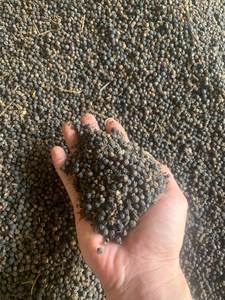 PIMIENTA NEGRA 25KG Seca Procesada Cruda LIMPIA ASTA ESPECIAS DE ALTA CALIDAD SRA. JENIFER - Product Image 6