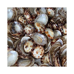 เปลือกหอยเซลลานาขัดเงาสวยงาม แบบเคลือบเงา ของที่ระลึกและเครื่องประดับ โอปิฮี ฮัท คอนช์ เปลือกหอยทะเล สำหรับผู้หญิงให้นมบุตร - Product Image 6