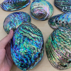 Conchas de abulón pulidas para manualidades y decoración del hogar Producto de océano natural Premium de Vietnam - Product Image 1