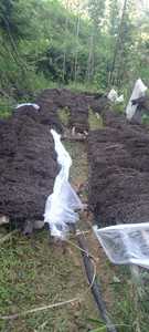 GELÉE D'HERBE NOIRE SÉCHÉE GRANDE QUANTITÉ GEL ÉLEVÉ SUONG SAM SUONG SAO FEUILLES DE GELÉE D'HERBE NOIRE SÉCHÉES EN VENTE ENTIÈRE EN MONTAGNE - Product Image 2