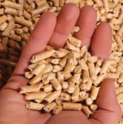 Miembros de la cáscara de Vietnam Mejor Venta de miembros de la cáscara Buena calidad de los miembros de la cáscara Producto agrícola - Product Image 2