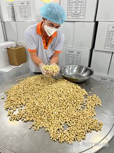 [Meilleur sur le marché] Noix de cajou entières séchées brutes de qualité supérieure, noyaux de noix de cajou, fournisseur vietnamien / WS +84 399521266 - Product Image 3