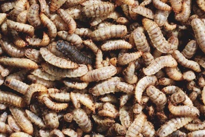 อาหารสัตว์เลี้ยงจาก Tay Ninh Vietnam ตัวอ่อนแมลงวันทหารสีดำแห้ง - Product Image 2