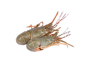 Homards de roche congelés frais de la plus haute qualité d'exportation Homards crus et vivants avec parties entières et queue Styles cuits séchés en boîte - Product Image 2