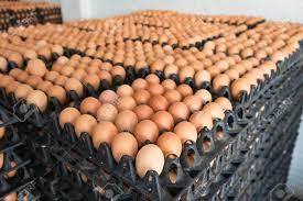 Huevos Fértiles para Incubar y Huevos Frescos de Mesa (Marrones/Blancos) - Huevos para Incubar Cobb 500 Congelados y Frescos con Alto Contenido de Proteínas y Fibra Dietética - Product Image 4