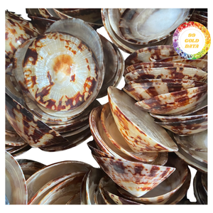 Conchas de limpias de Vietnam pulidas - Hermosa textura para fines decorativos o artísticos - Product Image 3