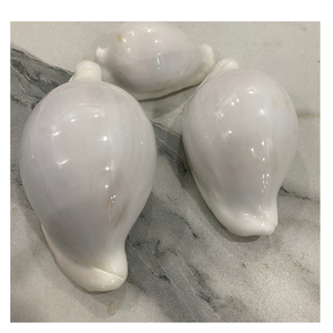 Vente en gros de coquillages de mer d'oeufs cauris, coquillages d'océan naturels polis pour l'artisanat, bijoux de bricolage et décor côtier - Product Image 3