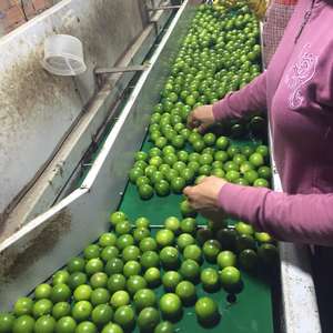 Fruta fresca Calamansi HP 0084 917 476 477 Citrus Delight Directo de Fuente - Product Image 2