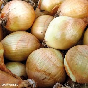 Cebolla Amarilla Fresca Natural Barato en venta - Product Image 4