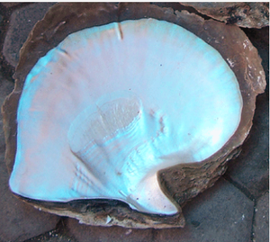 Coquillages bruts de la plus grande taille 17 cm et plus, BIJOUX EN COQUILLES, nacre brute, motif taille 18-24 cm, artisanat naturel, coquillages - Product Image 4