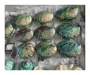 Vietnam Origin Raw Polished Abalone Shell Wholesale Mother of Pearl Craft and Jewelry <b>Supply</b> Shell - Product Image 6