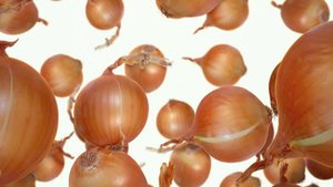 Oignons jaunes économiques à vendre, légumes frais de haute qualité, adaptés à l'exportation, à l'industrie alimentaire et aux acheteurs en gros - Product Image 4