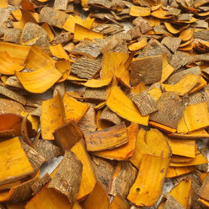 Harungana, madagascariensis - Product Image 3