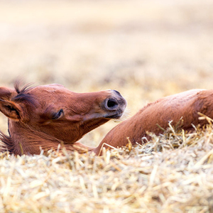 Virutas de madera de calidad/serrín de madera y residuos de madera para cama de caballos listo ahora - Product Image 1