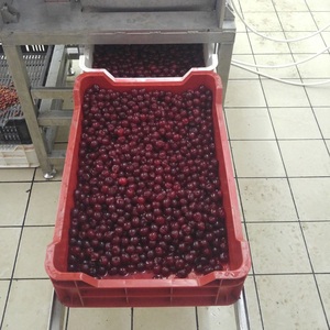 ราคาโรงงาน ผลแครนเบอร์รี่สด 950 กก. ขายส่ง คุณภาพพรีเมียม - Product Image 6