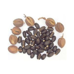 Vente en gros de graines de jatropha séchées en vrac, prêt pour l'exportation, prix abordable, approvisionnement fiable - Product Image 6