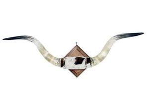 Corne montée sur buffle Décoration de maison rustique unique Corne de vache Support mural de style animal indien - Product Image 5