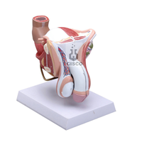 Modèle anatomique du système urogénital masculin, testicules, anatomie, modèle anatomique pour la formation infirmière, matériau PVC CISCO CISCO-128