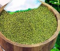 Hele Groene Mung Bonen Van Viet Nam Exporteur Met De Goede Prijs En Premium Kwaliteit