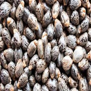 Graines de ricin de qualité supérieure en gros à vendre - Product Image 1